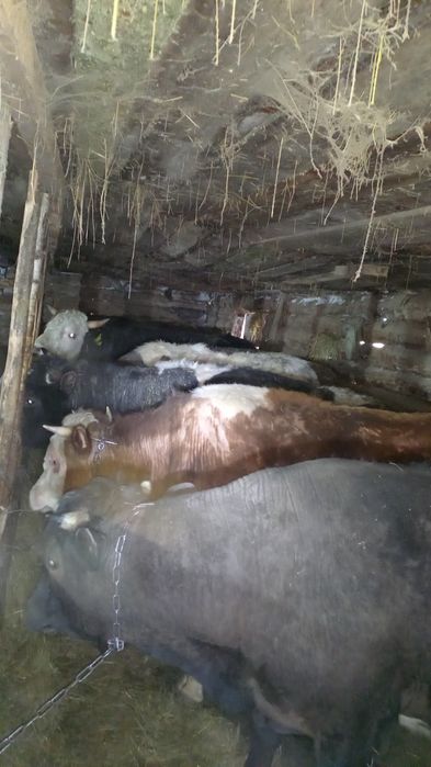 Продам бычков 15 головы с откорма