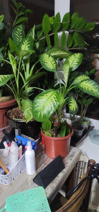 Цветы комнатные и уличные