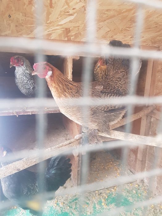 Vând cocoșei pitici