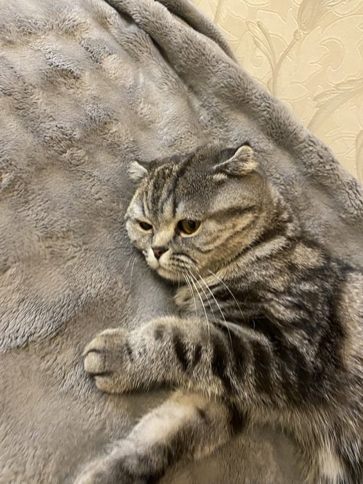 Продам кошку