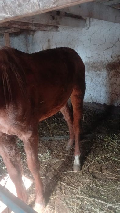 ұрғашы байтал сатылады еті бар