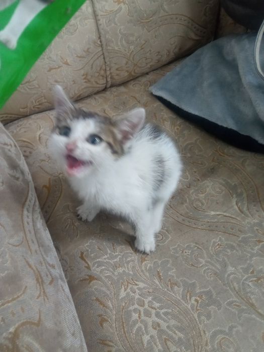 Котёночек - девочка, 1-1,5 мес. в надёжные руки
