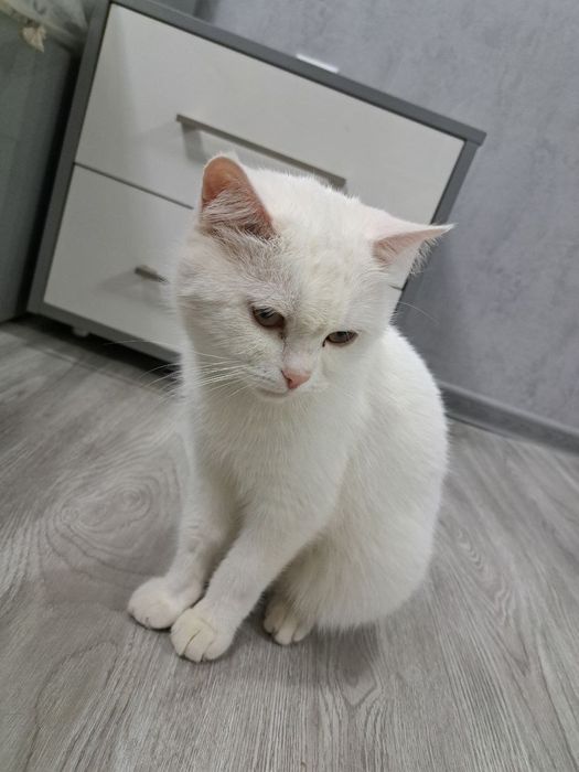 Британ скотш страйт