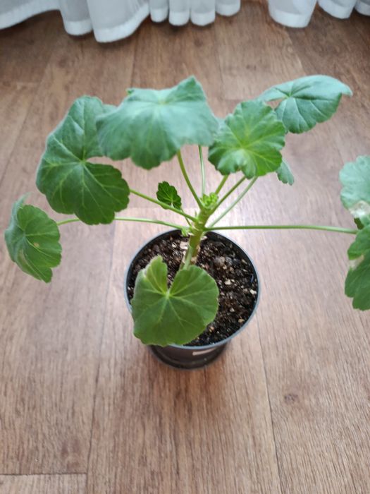 Розебудная  пеларгония, белая герань