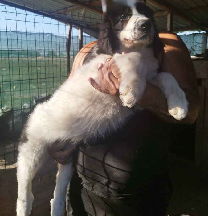 Catel Ciobanesc De Bucovina 2,5 luni