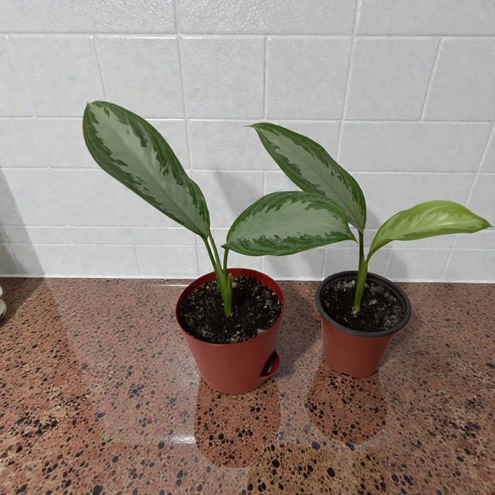 Различные комнатные цветы