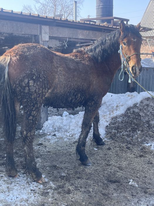 Продам тайчика алтайскай породы