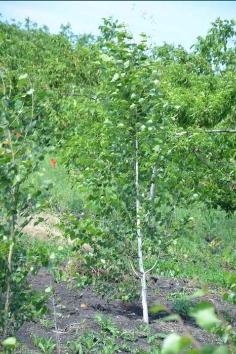 Mesteacan alb ornamental / Mesteacan decorativ