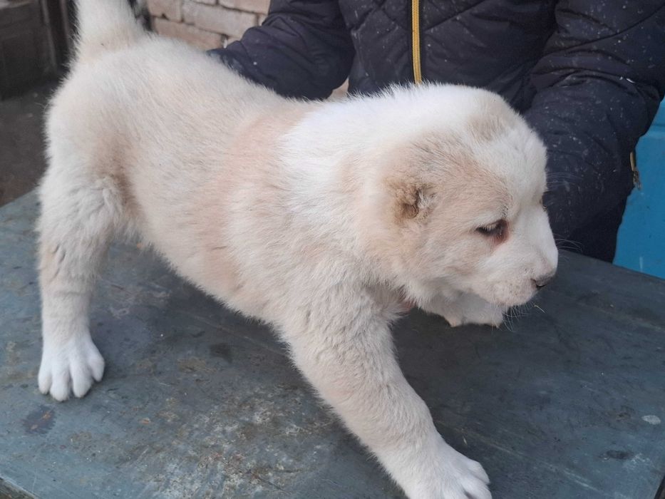 Алабайчета от елитни родители