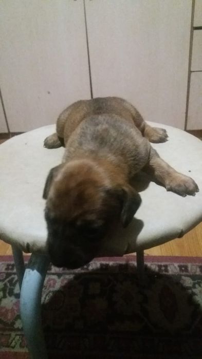 Открыта бронь на щенков