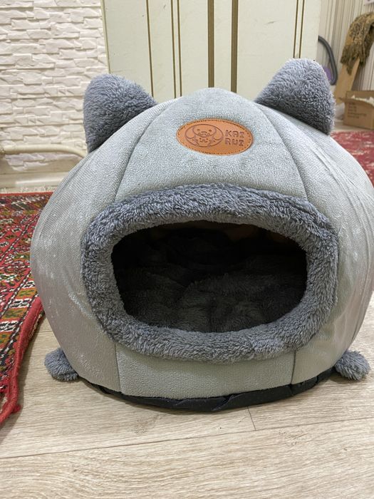 Котенок (скоттиш) шотландская вислуховая кошка