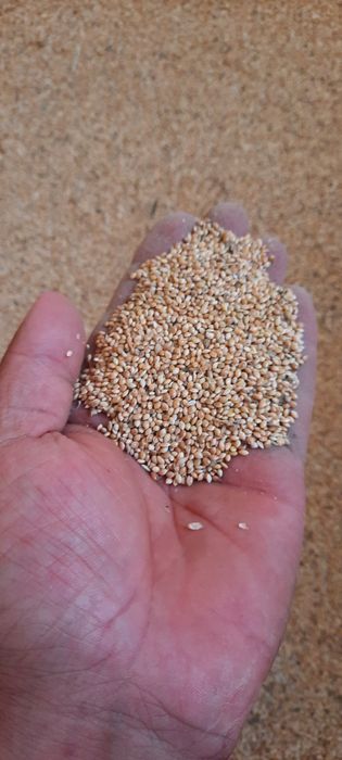 Tariģ elaydan utkazilga toza