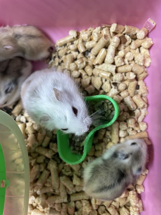 Продам хомячков Роборовского