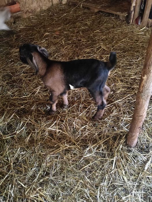 Vând tapisori anglo nubian și metis anglo nubian cu sannen