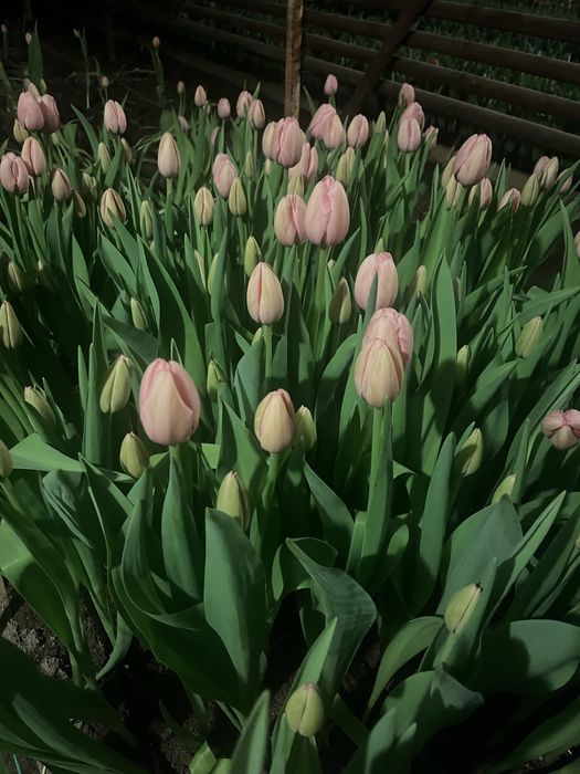 Продам оптом тюльпаны