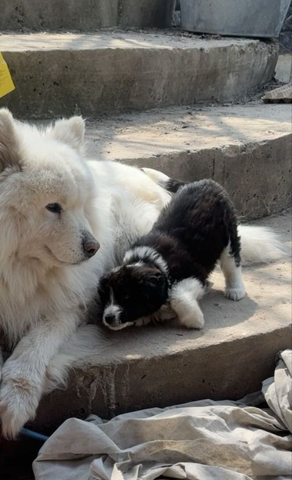 Отдам щенка в заботливые руки