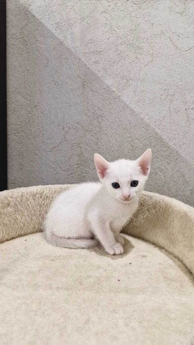 Adoptie responsabila