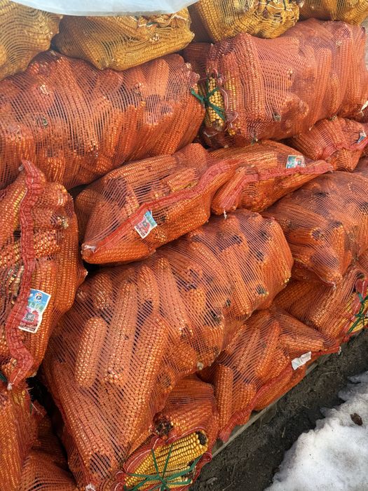 Корма кукуруза в пачатках