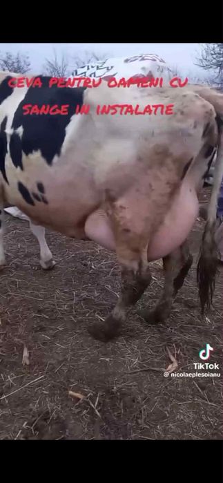 Vând vacă de lapte