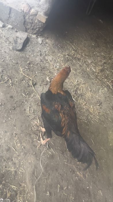 kulangi xoroz sotiladi