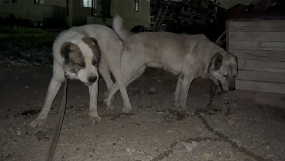 Продается щенок 7 месяцев мальчик