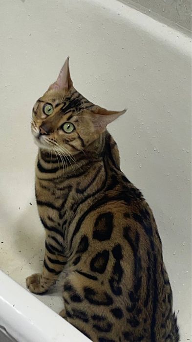 Bengalskiy bengalski