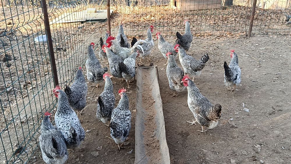 Барковская барвистая парода жўжаларига заказ оламиз