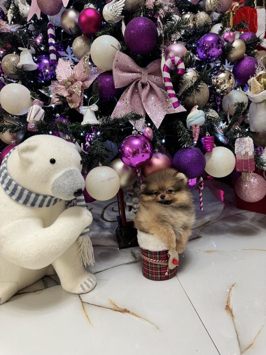 Mascul pomeranian fci pedigree