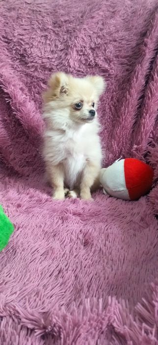 Щенок помчи мальчик