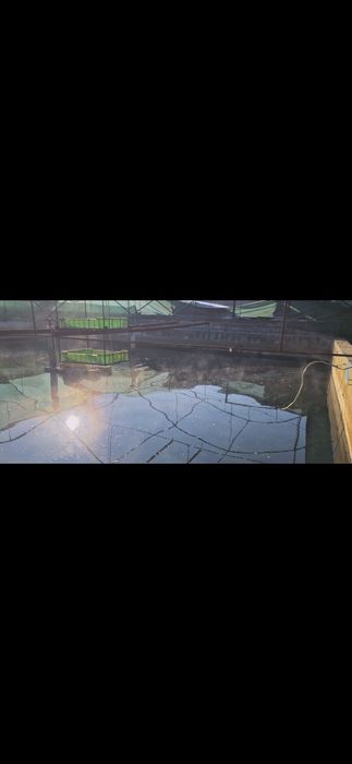 Уй шароитида бокилган Баликлар