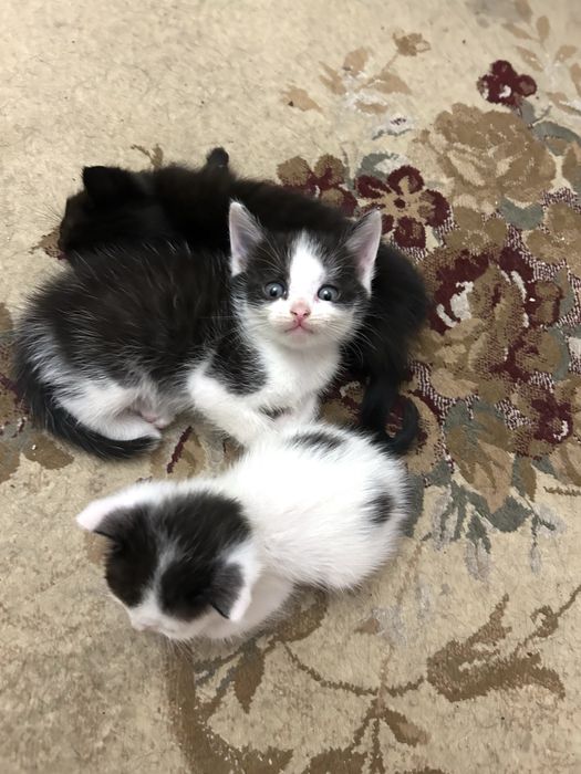 Котята ищут дом