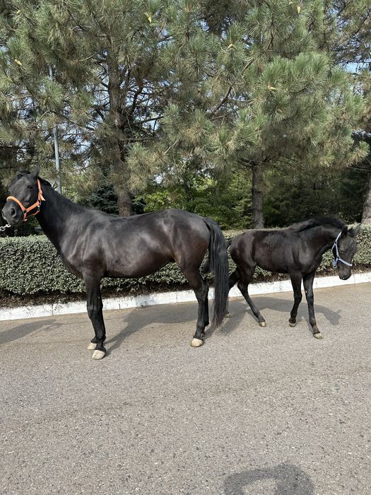 Кобыла с жеребенком