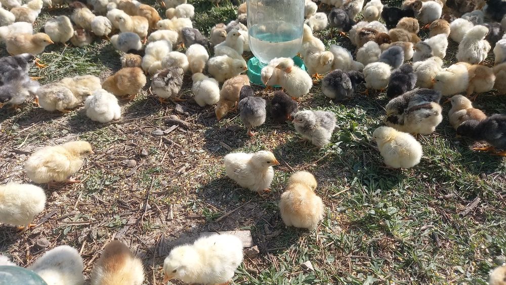 Балапандар сатылады