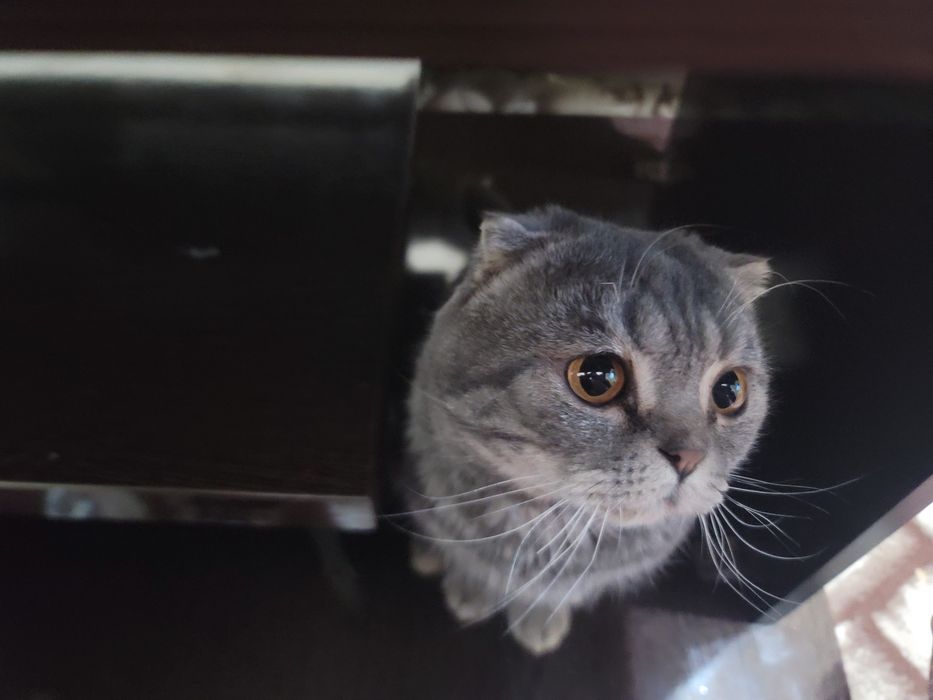 Предлагается кот на вязку