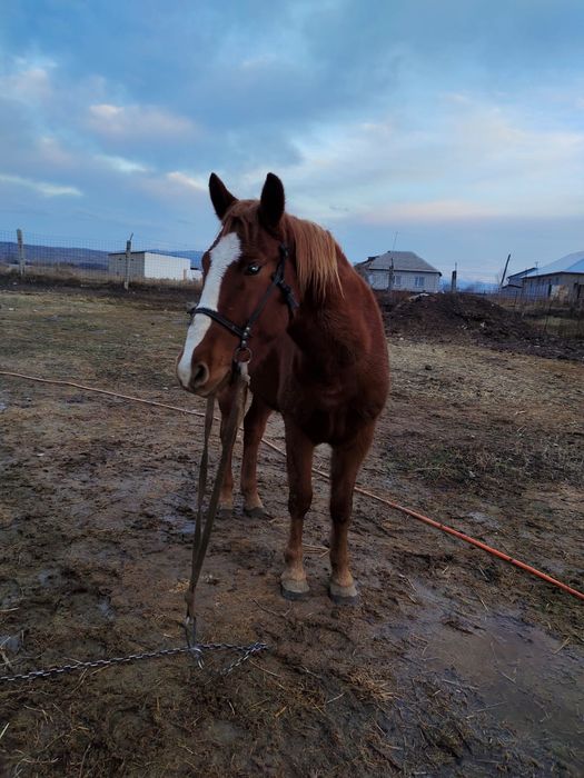 Продается лошадь