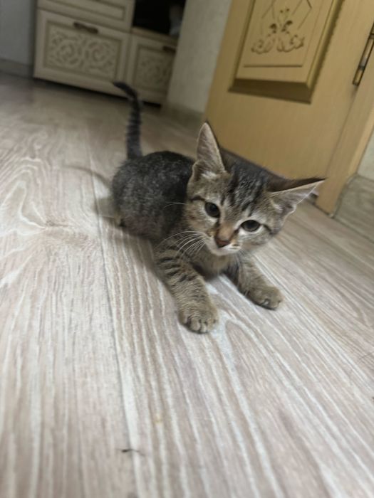 Отдам котенка в добрые руки. Мальчик.