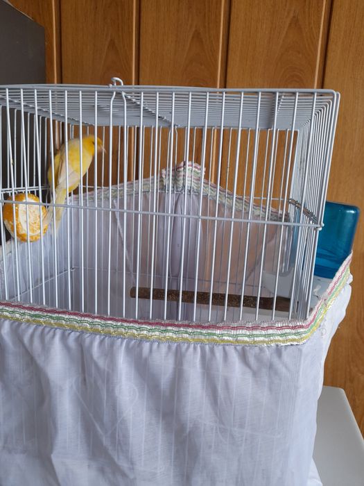 Kanareka sotiladi sayridi polni kelp korip opketurasla