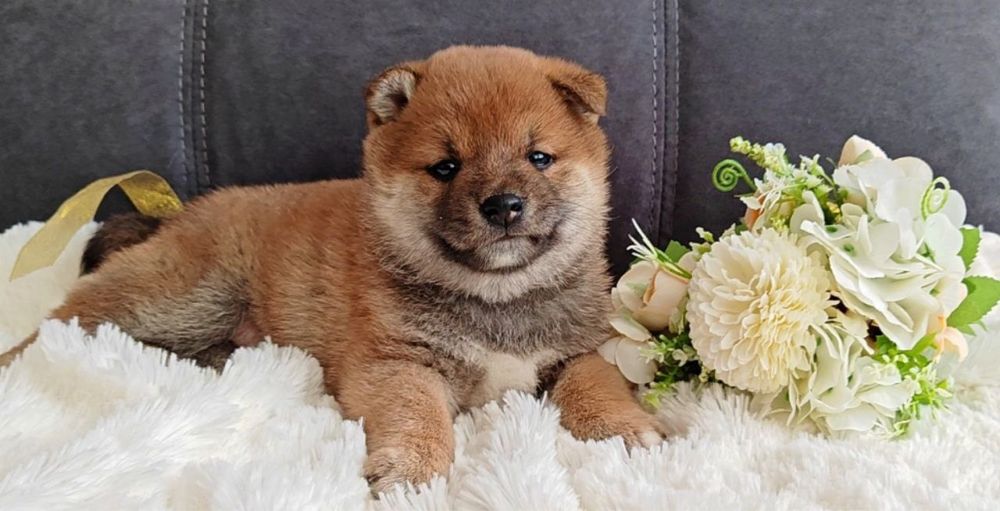 Сиба ину (хатико) резерв