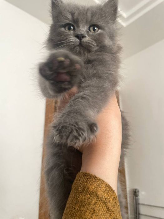 Zotli mushuk bolalari sotiladi
Soni: 3 ta
Yoshi: 2 oylik
Onasi: