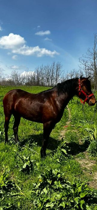 Vând Iapa 3 ani jumate