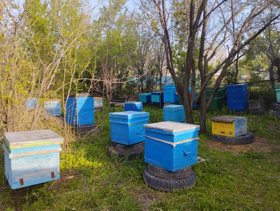 Продам пчел, прицеп