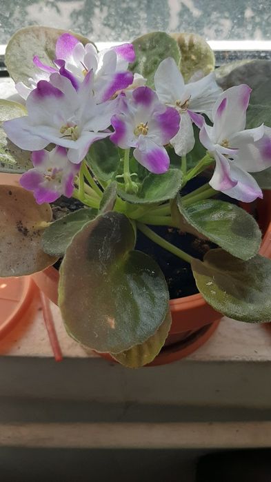 Violete de parma