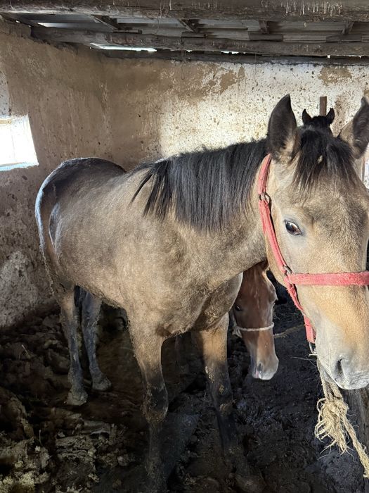 Согым семиз тайлар кунаншыгар
