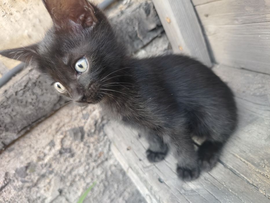 Котёнок  даром !