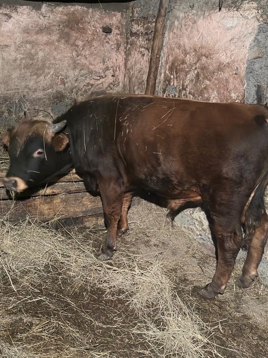 Продам бычка на откорме