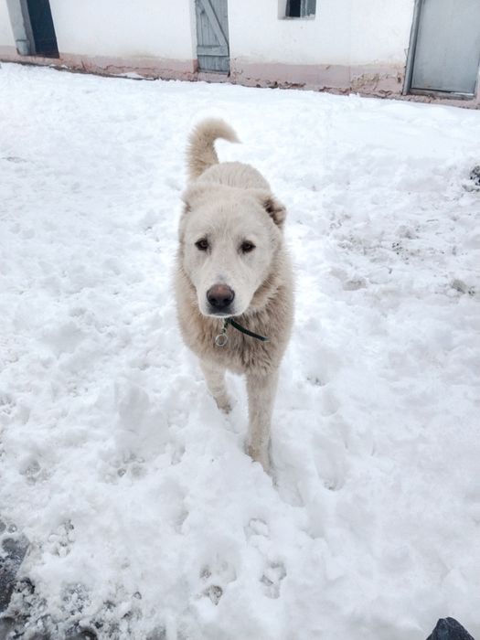 Кушік сатыладі аю  аппақ адемі