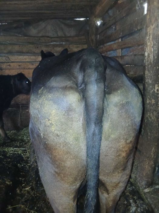 Vand vaca angus