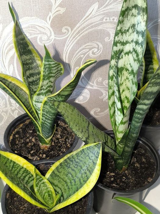 Цветы комнатные по 1000