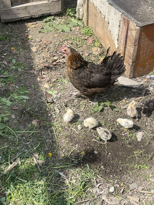 Цыплята с курицей