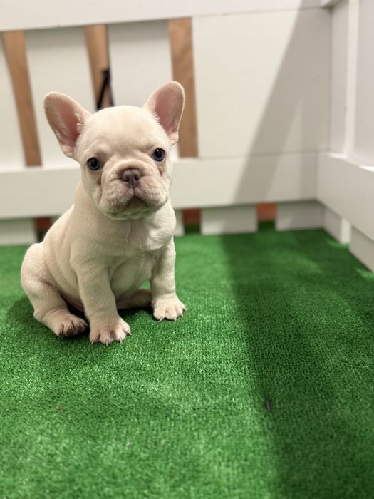 Bulldog francez pedigree